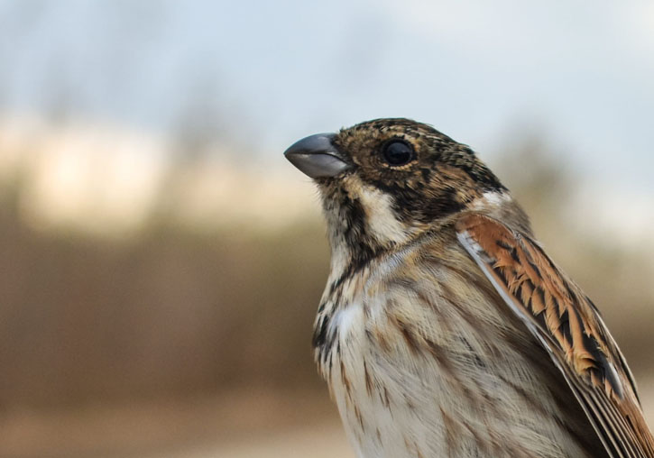 Exemplar d’escrivà palustre iberoriental (<i>Emberiza schoeniclus witherbyi</i>). Foto: Iván Alambiaga Arévalo.